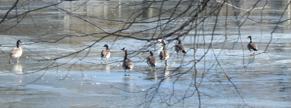 Geese on ice
